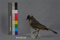 藏品(白頭翁)的圖片